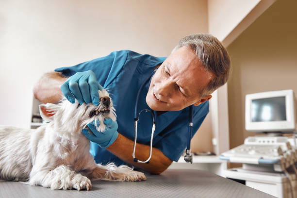 Best After-Hours Emergency Dentist in Jonestown, PA